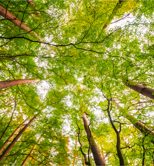 responsabilidade, meio ambiente